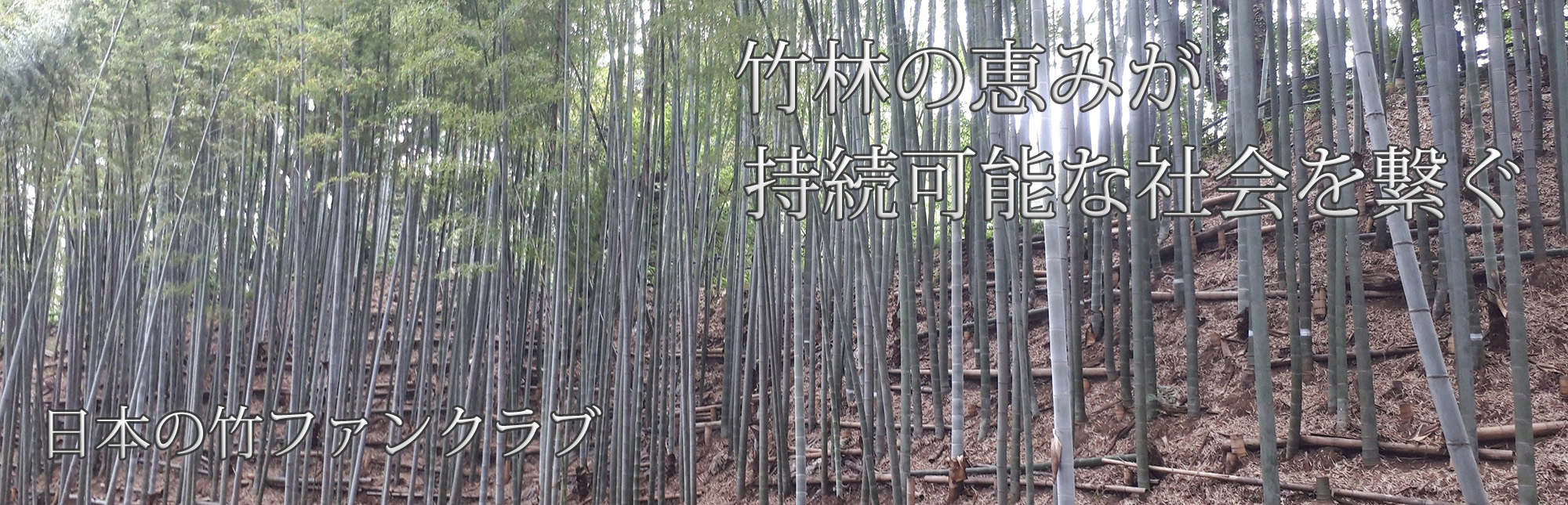 日本の竹ファンクラブ ボランティアで竹林の保全活 竹取協力隊